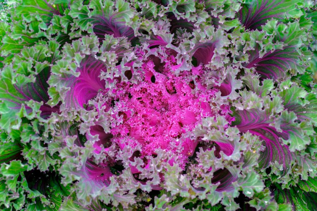 ornamental-cabbage.jpg