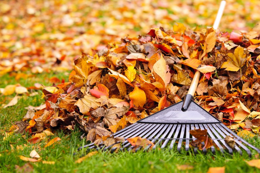 raking-leaves.jpg